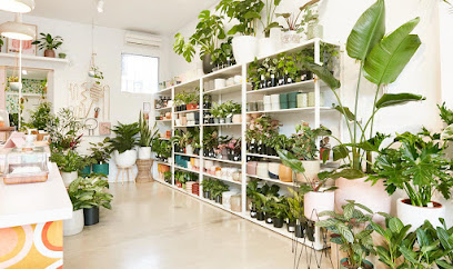 Little Green Obsession