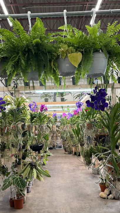 Calade Orchids & Tropicals