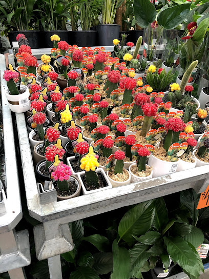 Bunnings Fyshwick