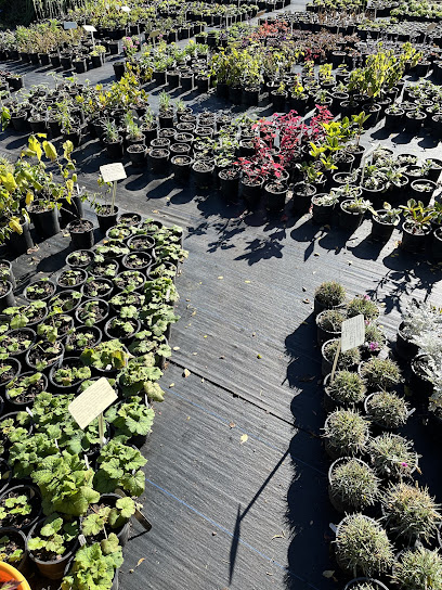 Kingsley Plants