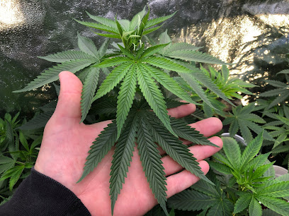 Quick Grow - Canada's Mom & Pop Grow Shop