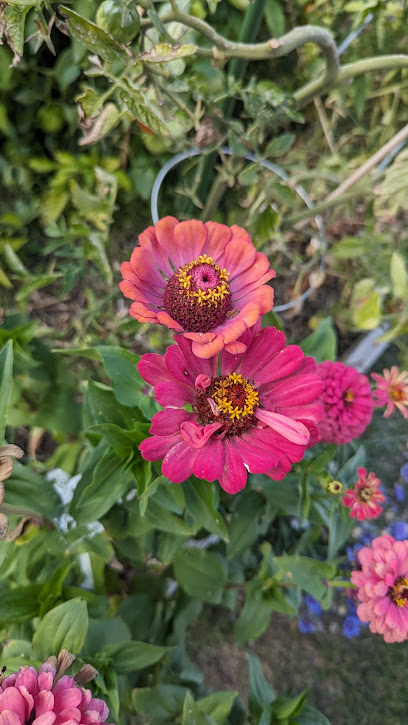 Inglewood Community Garden