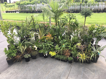 Beechwood Plants