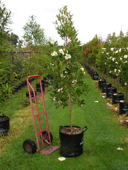 Tauranga Tree Company