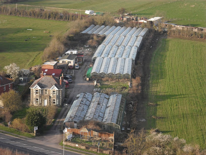 Broadleaze Plants