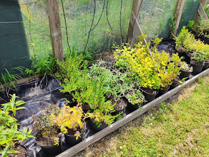 FRENCHAY HARDY PLANTS