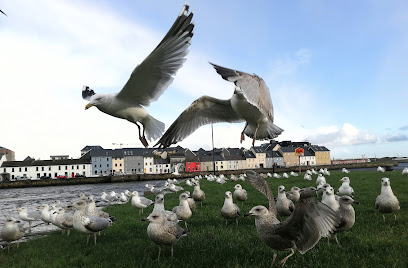 Wild Atlantic Garden