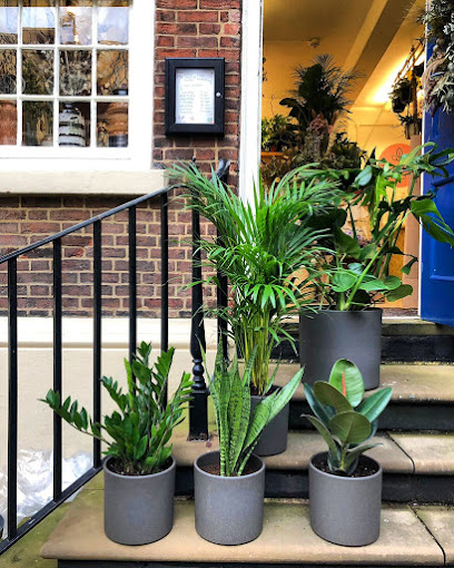 Root Houseplants