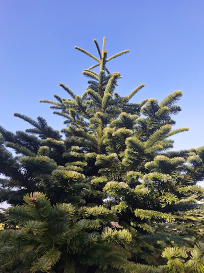 Parkswood Tree Centre