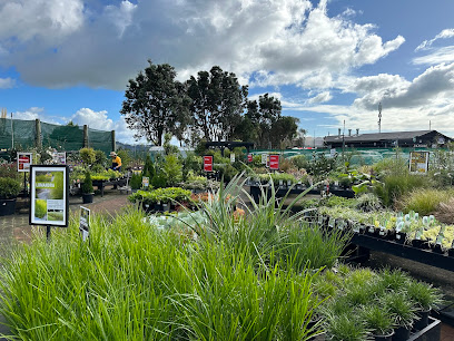 Kings Plant Barn Remuera