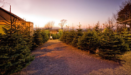Old Farm Christmas Trees Waterford