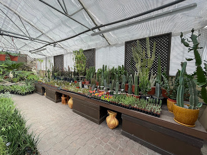 Tropical Expressions