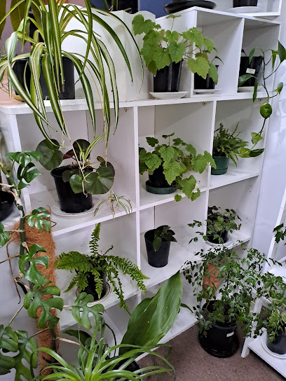 The Little Plant Place