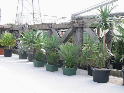 Coromandel Cacti Ltd