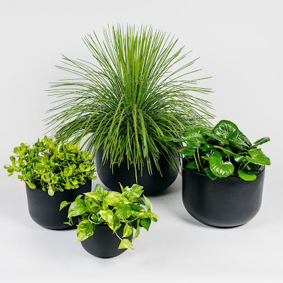 Sydney Plant Co - Warehouse & Showroom (By Appointment Only)