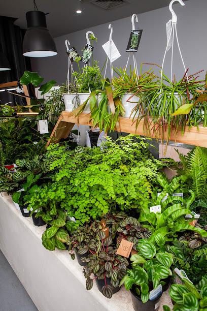 The Green Vine Plants