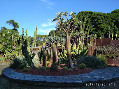Succulent Garden