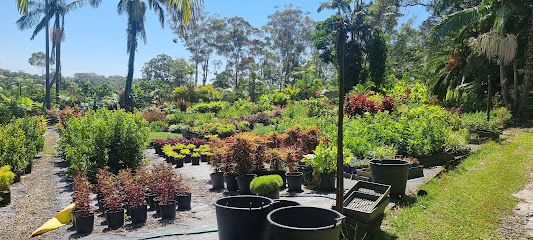 Instant Jungle Palms Nursery