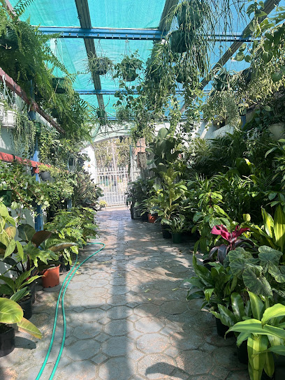 The Succulent Corner
