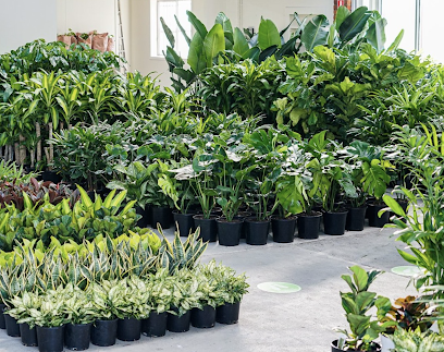 Melbourne Indoor Plants