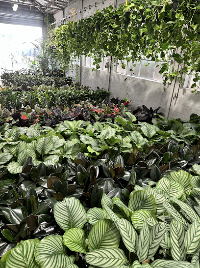 Melbourne Indoor Plants