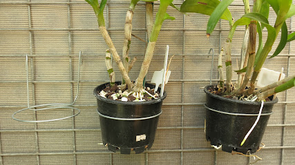 Orchid Den