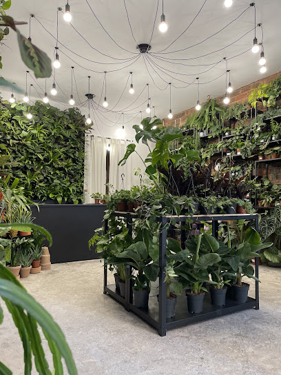Glasgow PlantMama (Dennistoun)