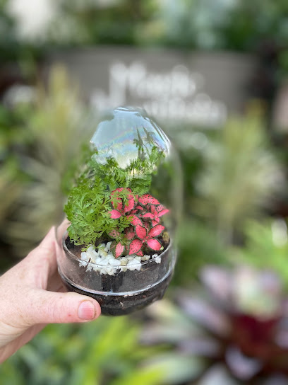 Little Plants