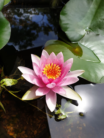 Territory Exotics & Watergardens