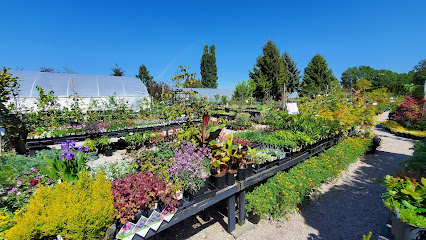 Phoenix Perennials