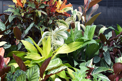 Darwin Plant Wholesalers